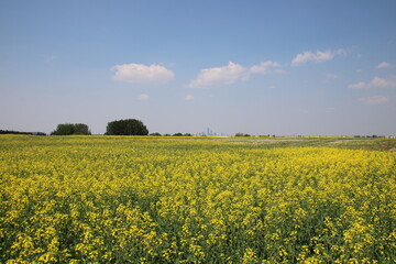 Obraz premium field of yellow flowers