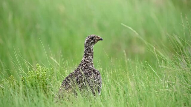 Sage-Grouse hen walking through grass keeping a lookout in the Wyoming wilderness.