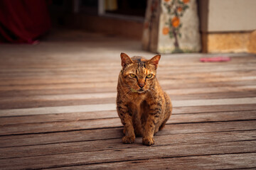 cat portrait looking .cat look side dont know funny face.cat sitting on wooden floor.