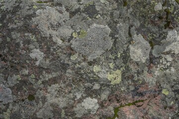 nature .gray stone overgrown with yellow lichen. High quality photo