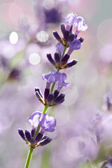 Fototapeta na wymiar Lavender (Grosso) shimmering in the morning dew in a park at the height of summer, Hokkaido, Japan