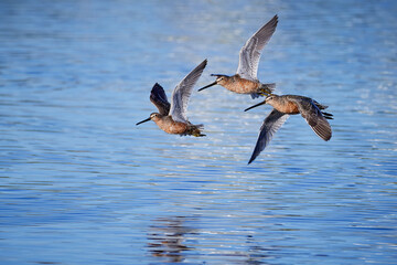Three Long-billed Dowitchers in flight on sky blue waters