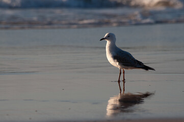 Medium Shot of Seagull on Beach with Waves at Sunset