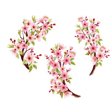 Watercolor cherry blossom bouquet