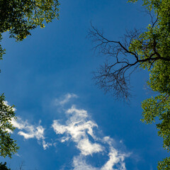 Tall trees taken from a low angle Surrounded by clear blue sky Sunlight shining through and clouds in the background
