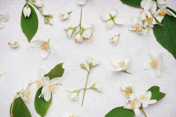 Composition with beautiful jasmine flowers and leaves on light background