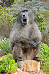 Large male chacma baboon (Papio ursinus) sitting in natural habitat, South Africa.