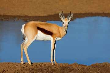 A springbok antelope (Antidorcas marsupialis) at a waterhole, Mokala National Park, South Africa.