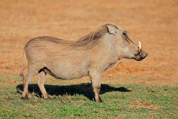 A warthog (Phacochoerus africanus) in natural habitat, Addo Elephant National Park, South Africa.
