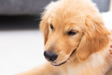 Obraz premium ゴールデンレトリバー golden retriever 