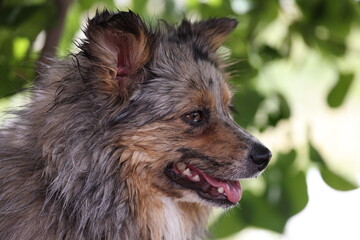 Portrait of a wet aussiepom dog