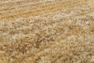 俯瞰視点より、収穫直前の麦畑