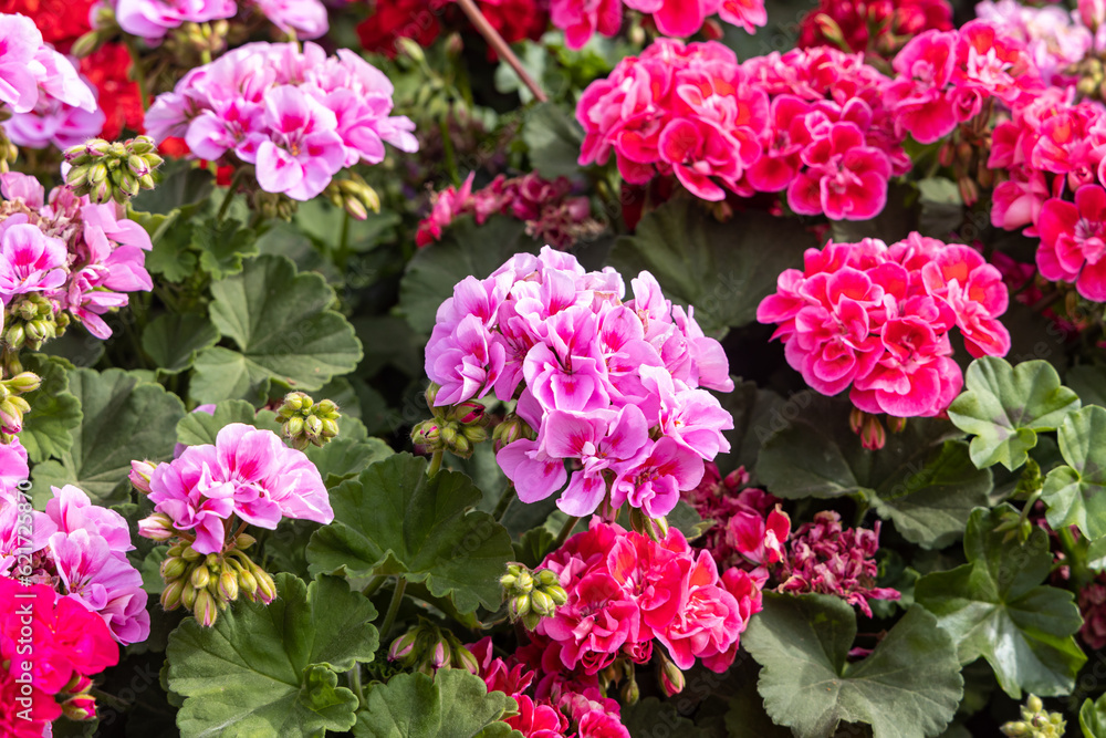 Wall mural a bright red pink and white geranium flowers with green burgeons and leaves are in the summer garden