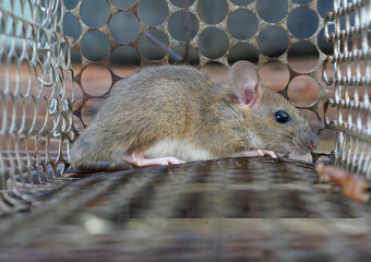 Rat in cage mousetrap, Mouse finding a way out of being confined, Trapping and removal of rodents...