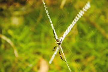 Spider on a spider web in the forest. Macro photography of nature.