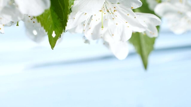 Slow Motion Blue Water Surface Ripple, White Macro Sakura Cherry Flowers Blossom