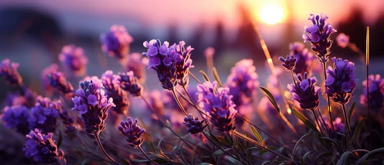 Papier Peint photo Aubergine Sommerzauber: Eine blühende Lavendelwiese mit wilden Wildblumen