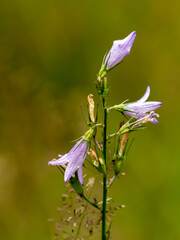 Bluebell flower
