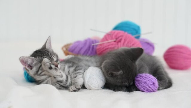 two cute gray british kittens lie playing in a basket next to pink blue and purple tangles on an isolated white background. High quality . High quality 4k footage