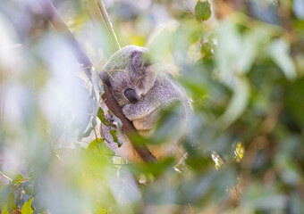 Close up view of a Koala asleep in a tree in it's natural habitat