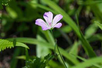 初夏の高原に咲くハクサンフウロ一輪