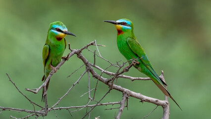 Blue-Cheeked Bee-Eater