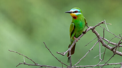 Blue-Cheeked Bee-Eater