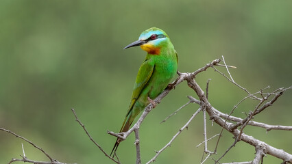 Blue-Cheeked Bee-Eater