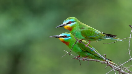 Blue-Cheeked Bee-Eater