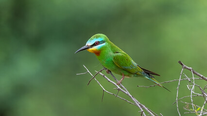 Blue-Cheeked Bee-Eater