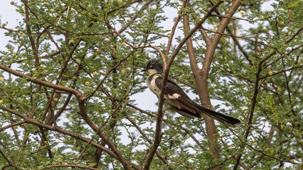 Jacobian Cuckoo aka Pied Cuckoo
