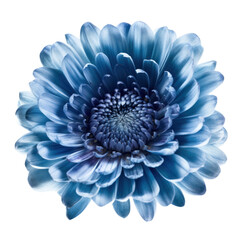 blue dahlia flower isolated on transparent background cutout