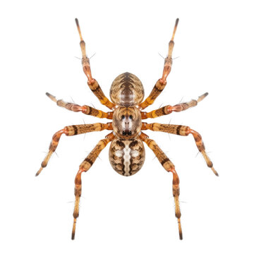 spider isolated on transparent background cutout