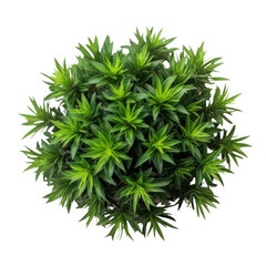 green plant isolated on transparent background cutout
