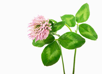 clover branch