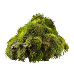 green moss on a tree isolated on transparent background cutout