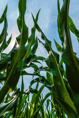 Low angle view of lush green corn crop reaching up high to the blue sky in cultivated agricultural field