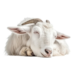 goat sleep isolated on transparent background cutout