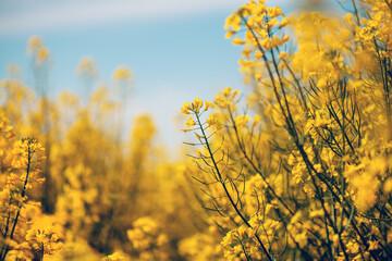 Oilseed rape or rapeseed crop is bright-yellow flowering plant cultivated mainly for its oil-rich...