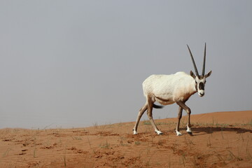 antelope in the desert