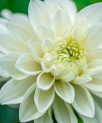 Fototapeta premium white macro flower,beautiful white flowers background, close up white flower petals