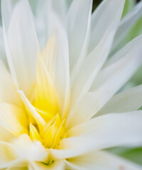 Obraz premium white macro flower,beautiful white flowers background, close up white flower petals