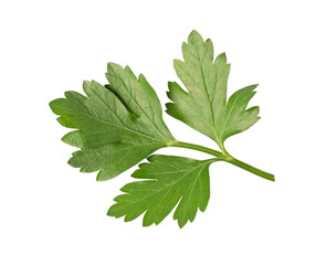 parsley isolated. png file