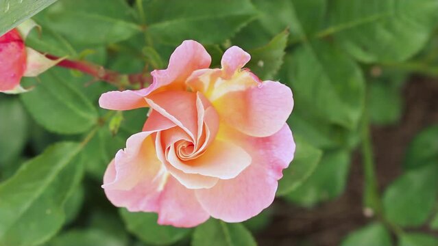 Pink and orange flower of rose floribunda Marie Curie on a shrub with green leaves in the garden