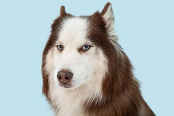 Cute Husky dog on blue background, closeup