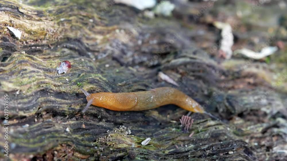Poster a macro video of a western dusky slug crawling on an old rotten log in the forest.
