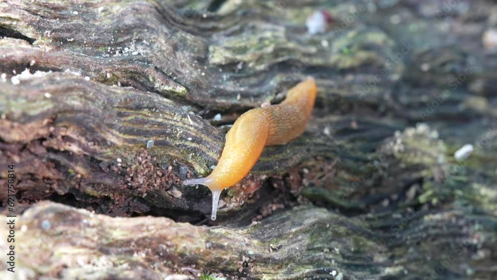 Poster a macro video of a western dusky slug crawling on an old rotten log in the forest.