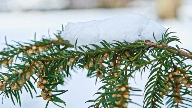 Evergreen European Common Yew Branches Twigs on Cold Winter Day