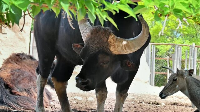 View of a gaur bison. A nilgai in the background