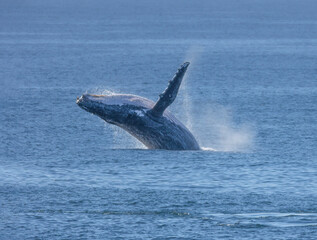 A humpback whale breaching off the East coast of Australia